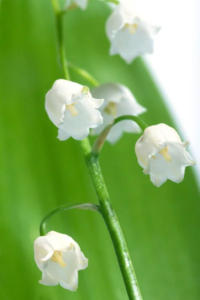Lily of the-valley — Stock fotografie