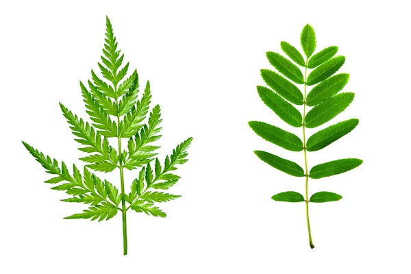Зелене листя Ліцензійні Стокові Зображення