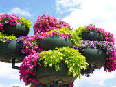 Outdoor planters with flowers