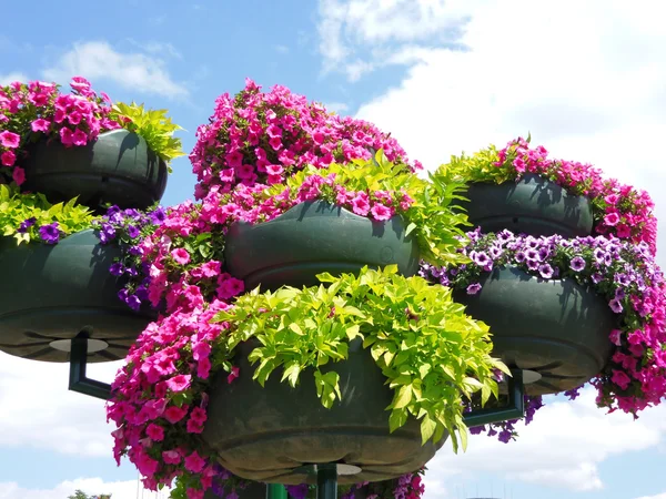 Buiten plantenbakken met bloemen — Stockfoto