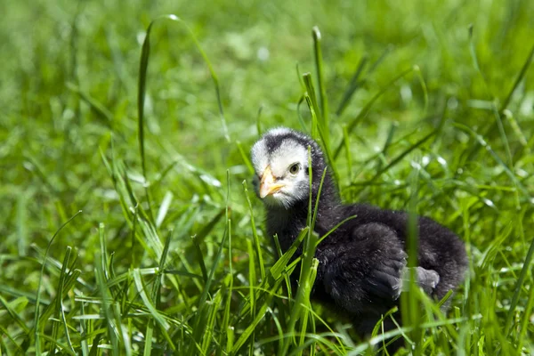Bebek siyah tavuk — Stok fotoğraf