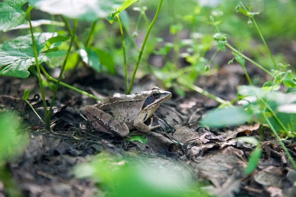 Orman kurbağa — Stok fotoğraf