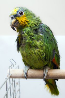 Cute parrot clipart