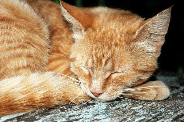 姜虎斑猫 — 图库照片