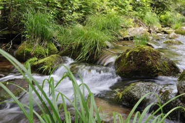 Stream in the forest clipart