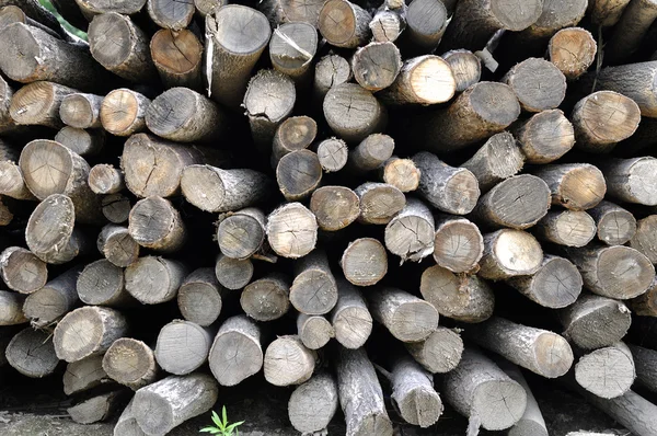 Close-up de madeira — Fotografia de Stock