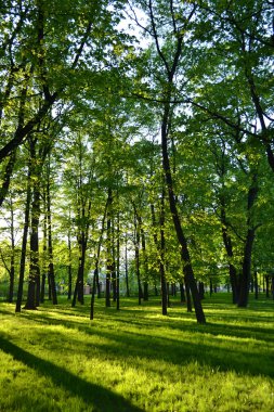 Park peyzaj