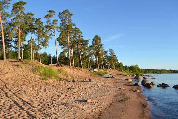 Pinhal nas margens do Lago Ladoga — Fotografia de Stock