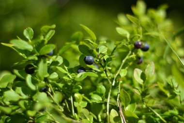 Wild blueberries growing in forest clipart