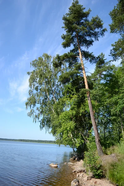 Kis fa és tó — Stock Fotó