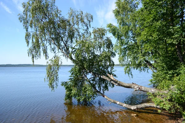 小木头和湖 — 图库照片