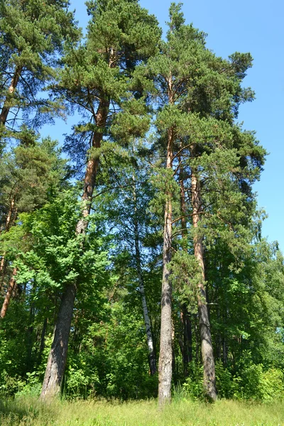 Russische aard - dennenbos in de zomer — Stockfoto