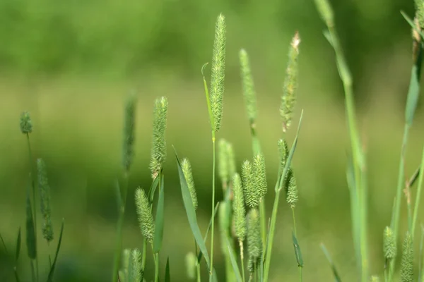 Grass ears — Stock Photo, Image
