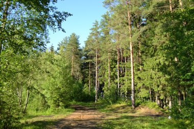 Russian nature - pine forest in summer clipart