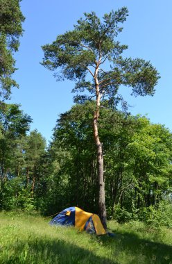 camping tent en bos