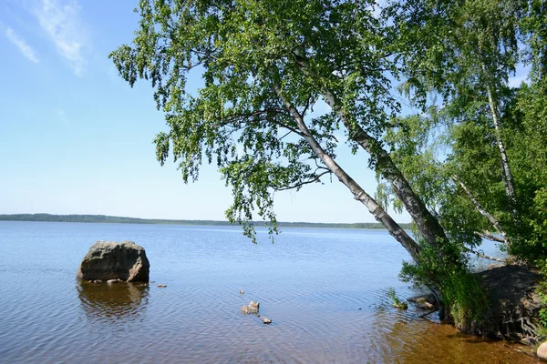 Маленьке дерево і озеро — стокове фото