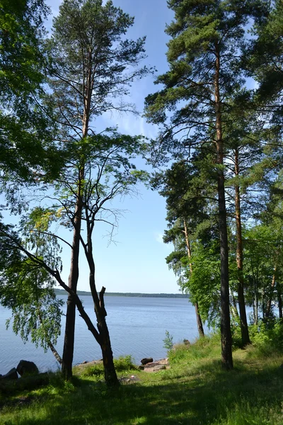 Small wood and lake — Stock Photo, Image