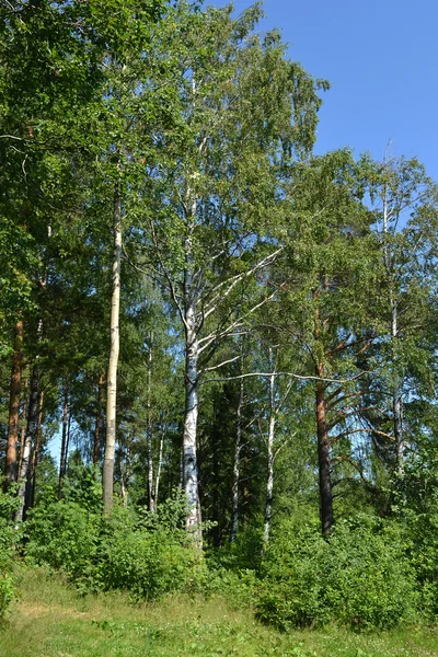 Ruská přírodní - borovice lesní v létě — Stock fotografie