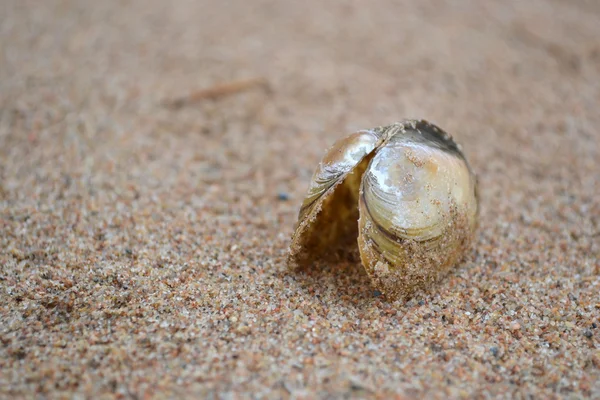 stock image Sea shell on the beach