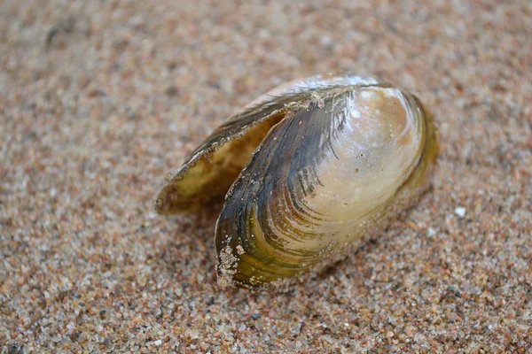 stock image Sea shell on the beach