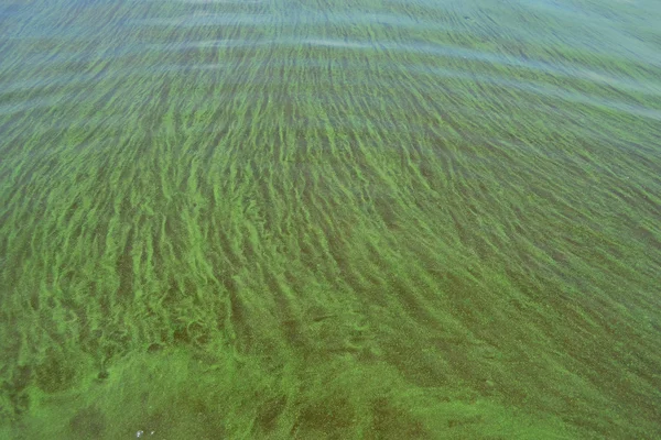 Algen op water — Stockfoto