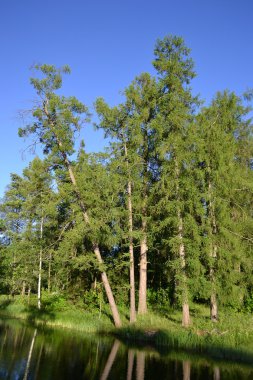 Gatchina park