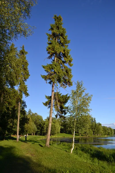 Gatchina park