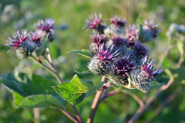 Purpurové Burdocku — Stock fotografie