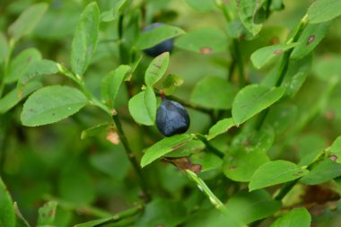 Wild blueberries growing in forest