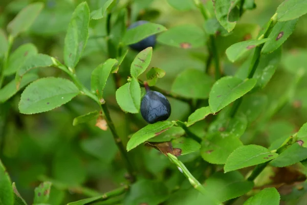 stock image Wild blueberries growing in forest