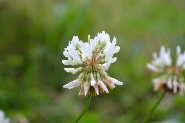 Koniczyna biała (Trifolium repens)) — Zdjęcie stockowe