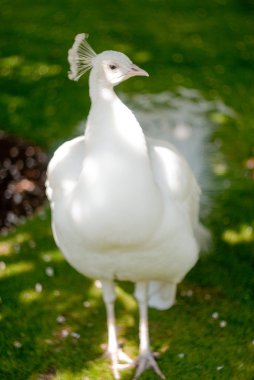 The White peacock clipart