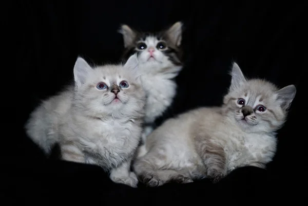 Tre kattungar — Stockfoto