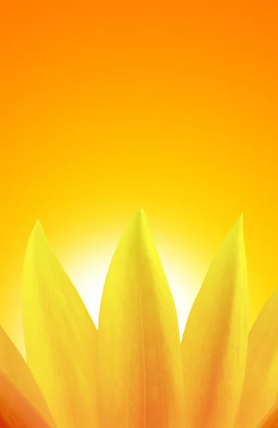 Sunflower over sunset — Stock Photo, Image
