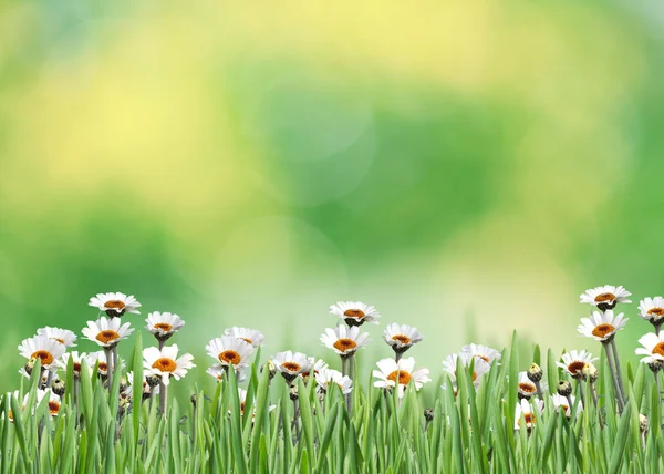 Gras in der Natur — Stockfoto