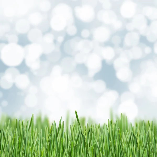 Grass in de natuur — Stockfoto