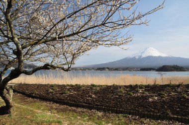 Mt. Fuji