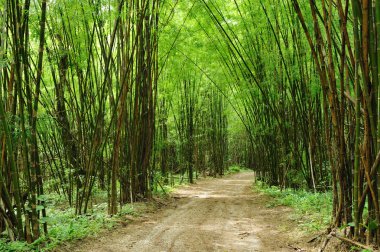 Bambu ormanı