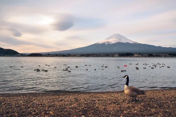 Mt. Fuji Ordförande — Stockfoto