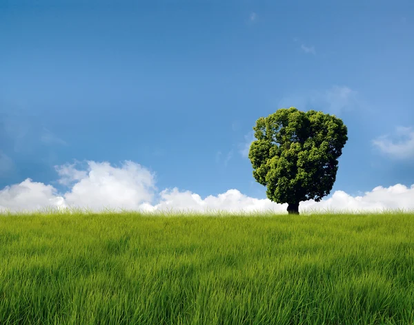 Einsamer Baum im Feld mit Wolken — Stockfoto