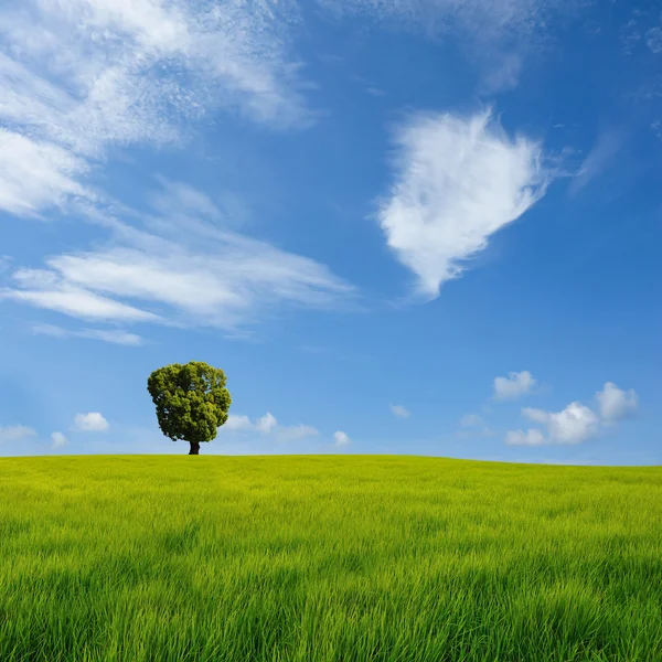 Одинокое дерево в поле с облаками — стоковое фото
