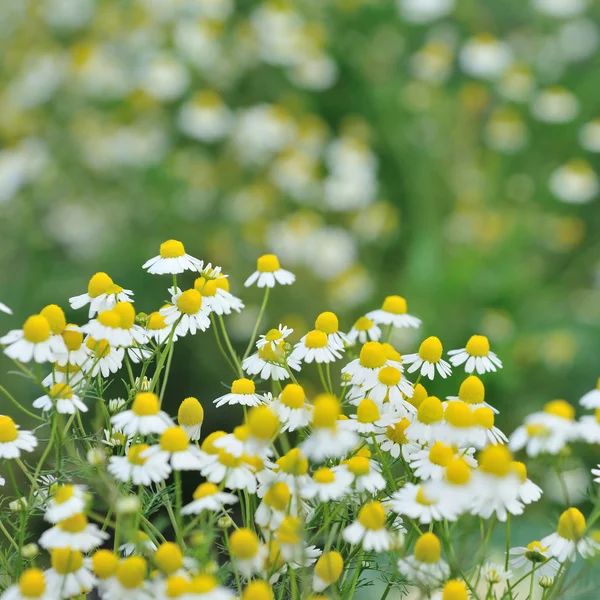 Vårfält — Stockfoto