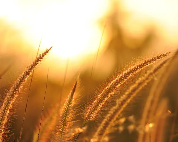 Трава на закате — стоковое фото