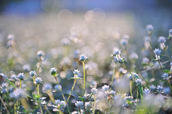 Kleine Blumen im Gras — Stockfoto