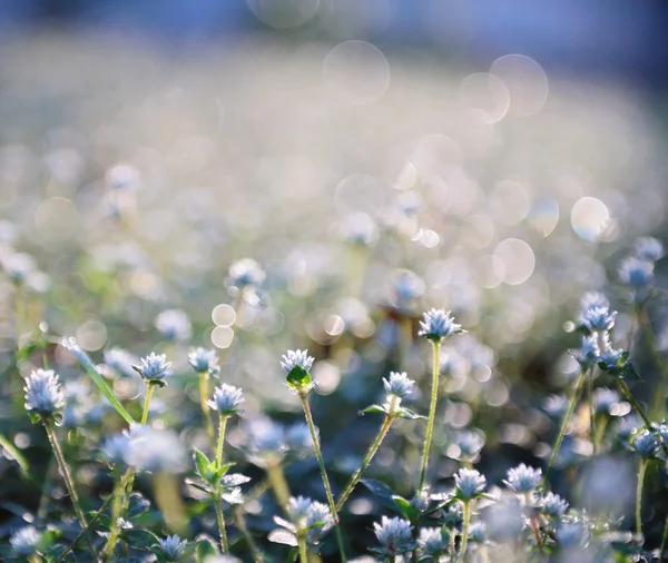 Kleine Blumen im Gras — Stockfoto