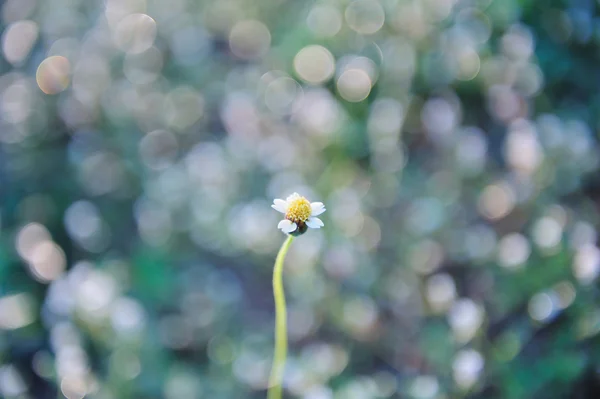 Μικρά λουλούδια στο γρασίδι — Φωτογραφία Αρχείου
