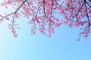 Sakura Japon kiraz çiçekleri