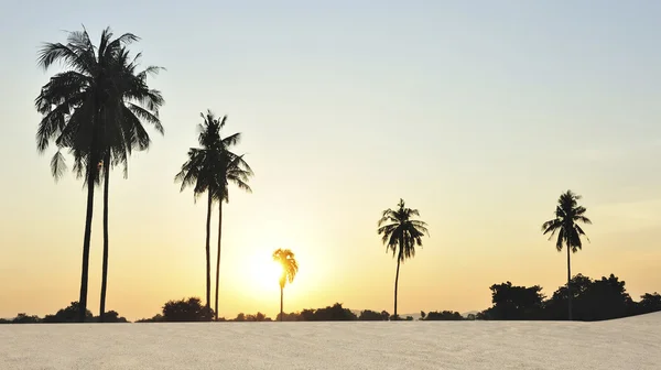 Παλάμη δέντρο ηλιοβασίλεμα στην παραλία — Φωτογραφία Αρχείου