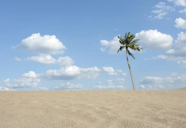 Eine Palme allein auf exotischem Sand — Stockfoto