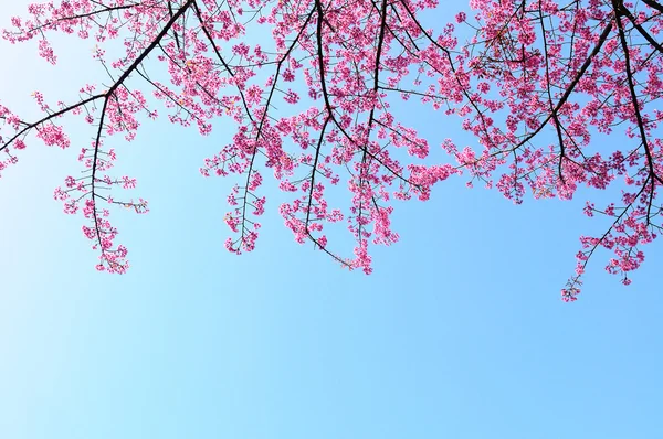 Цветение сакуры в Японии — стоковое фото